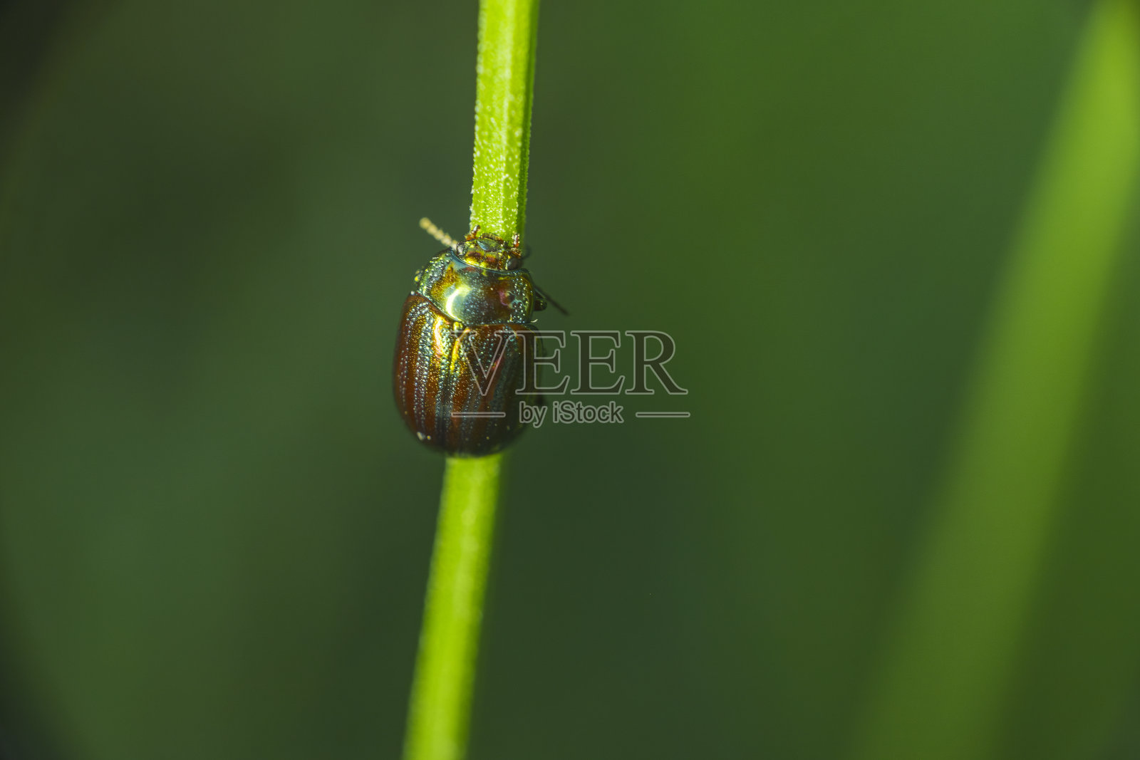绿色宝石虫的微距镜头照片摄影图片