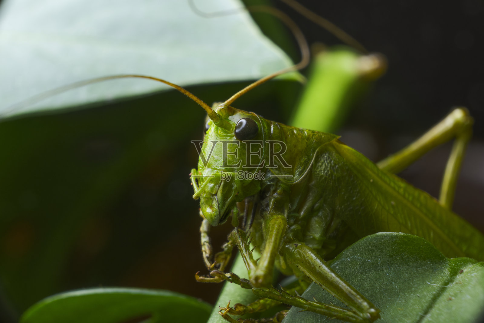 一只绿色蟋蟀在树叶间的微距镜头照片摄影图片