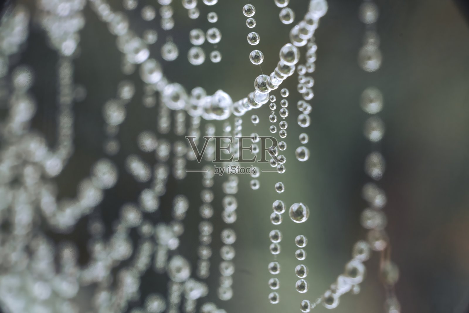 微距镜头的蜘蛛网覆盖在水滴照片摄影图片