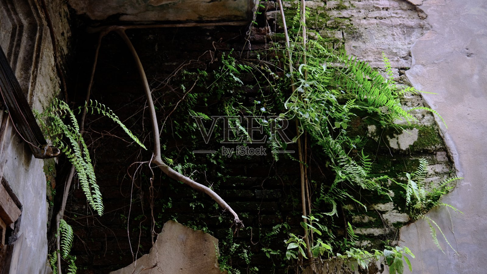 残破的砖墙上长满了绿蕨。照片摄影图片