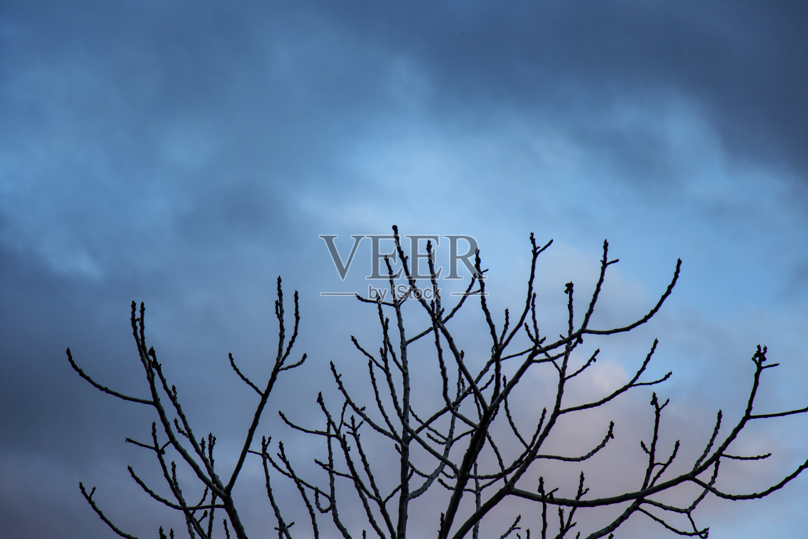 日落时分，光秃秃的树枝映衬着阴暗多云的天空照片摄影图片