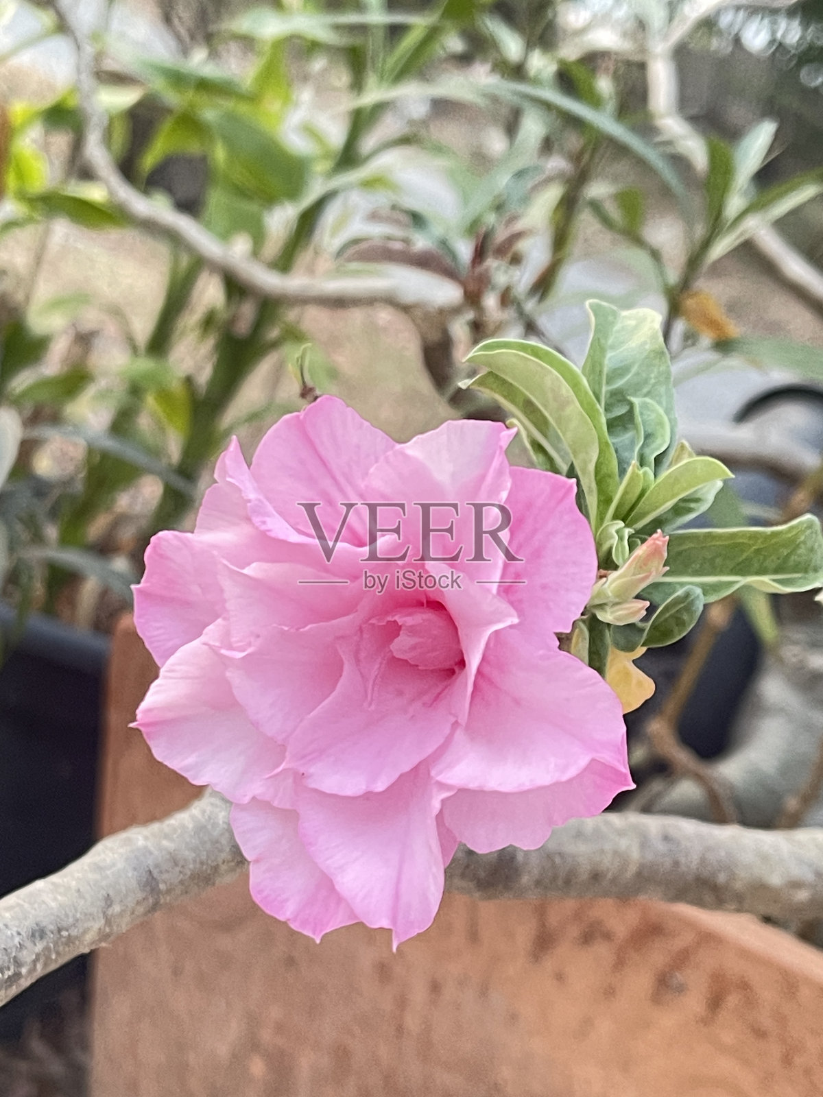 花照片摄影图片