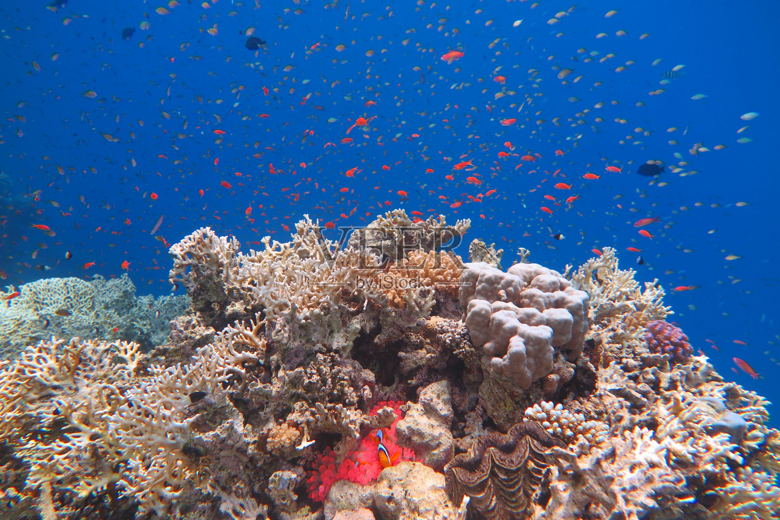 海底世界照片摄影图片