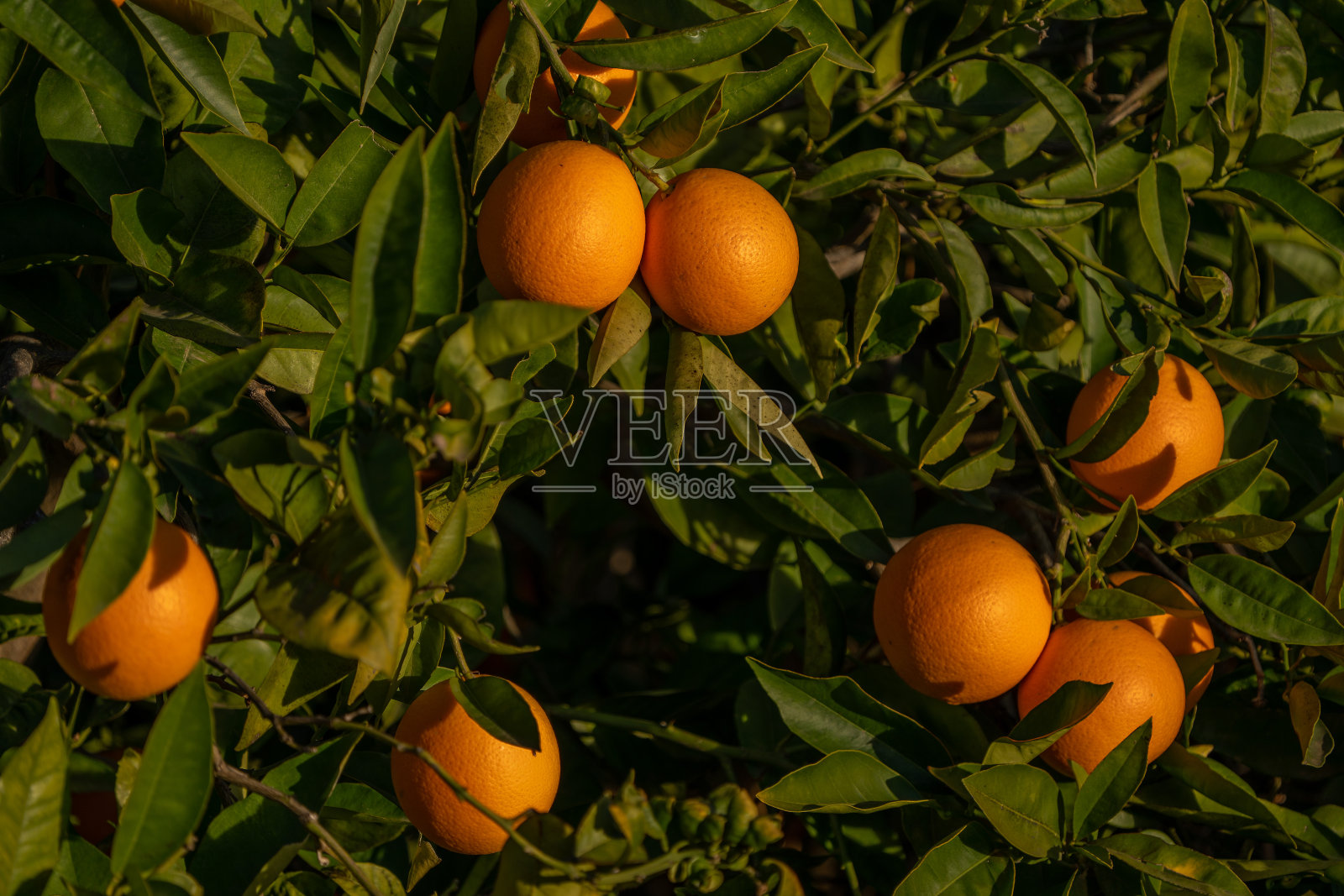 枝叶葱郁的树枝上点缀着橘子。照片摄影图片