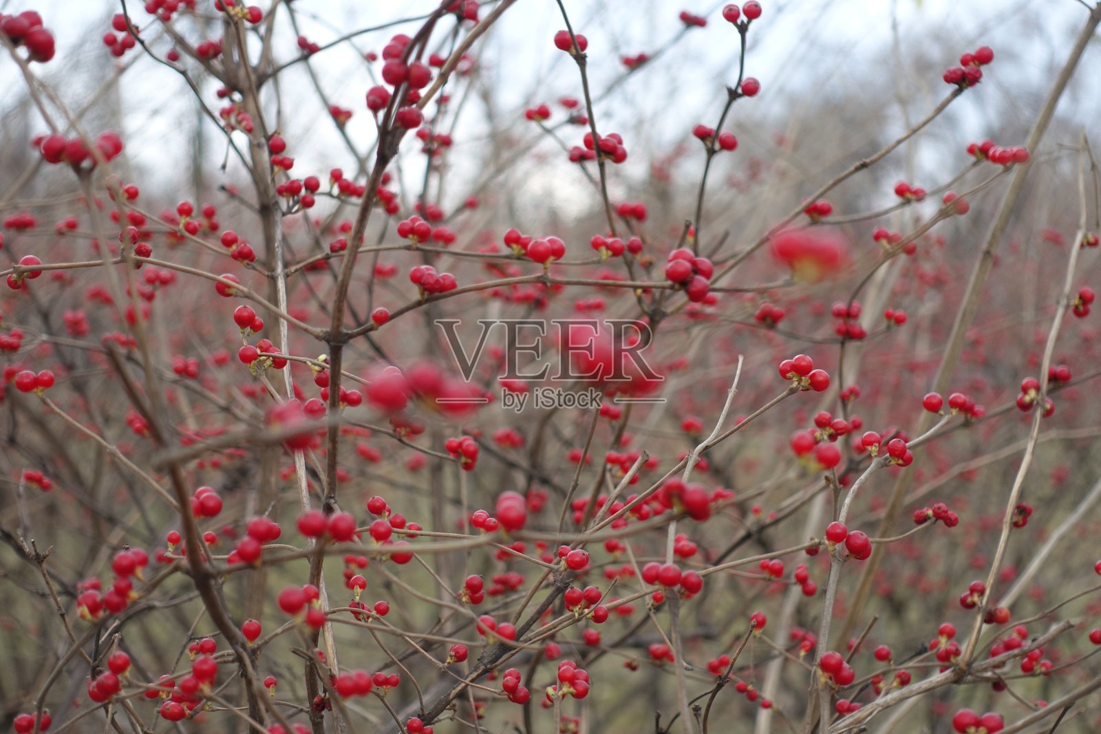 12月，金银花(Lonicera maackii)无叶枝上的多个红色浆果照片摄影图片