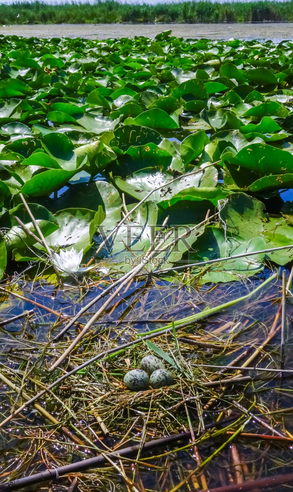 库库鲁伊湖上带卵的水藻上筑巢的小花莲照片摄影图片