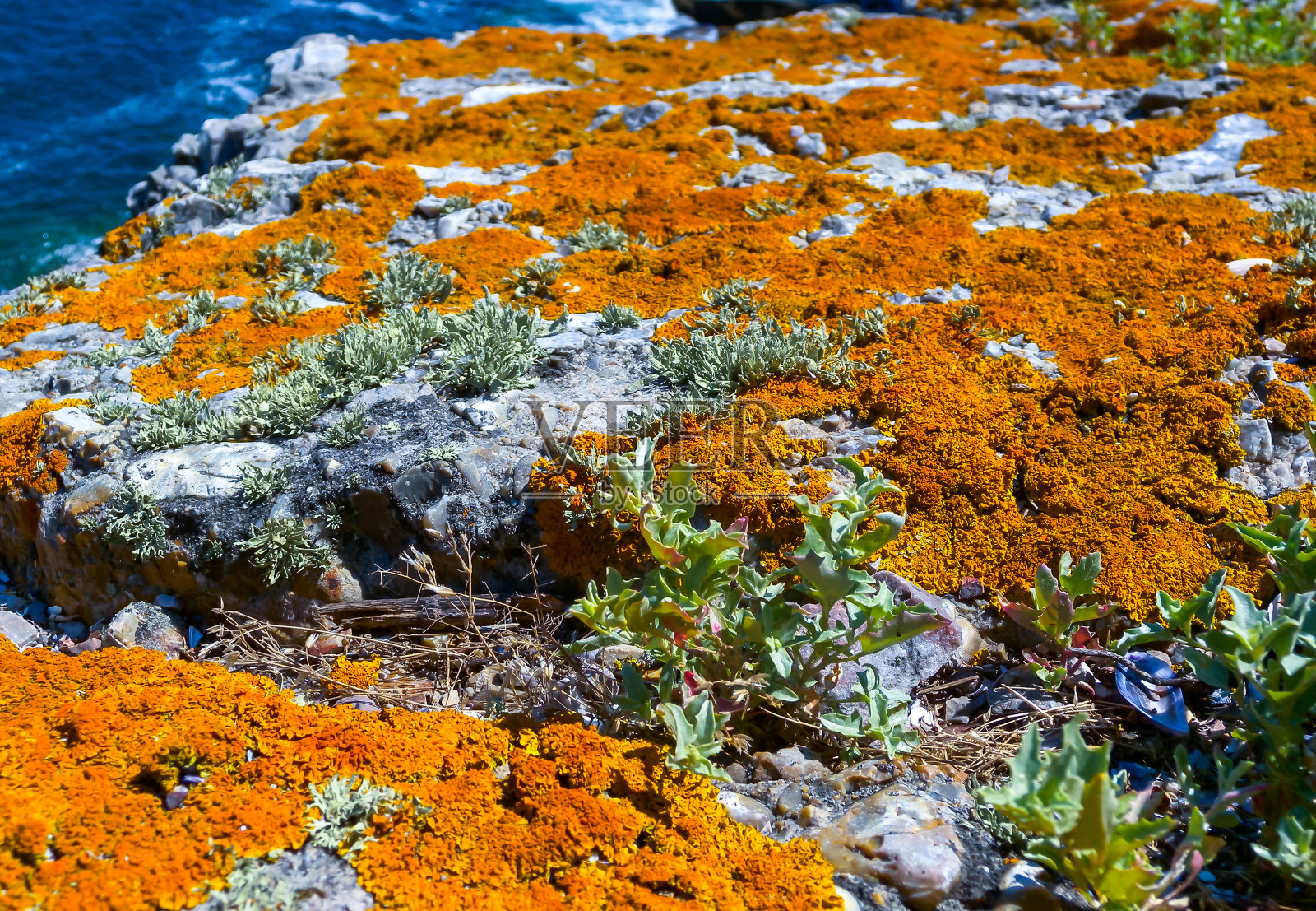毒蛇岛(Zmeinyi)，地衣和苔藓在海岸的石头和岩石的岛屿，乌克兰照片摄影图片