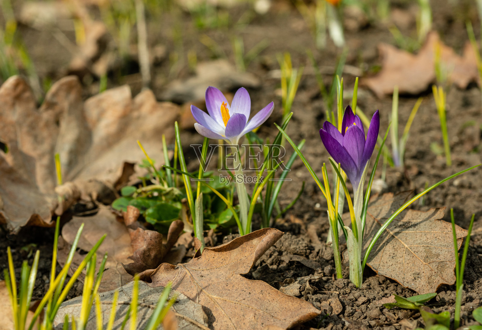 春天，在敖德萨的植物园里，番红花盛开照片摄影图片