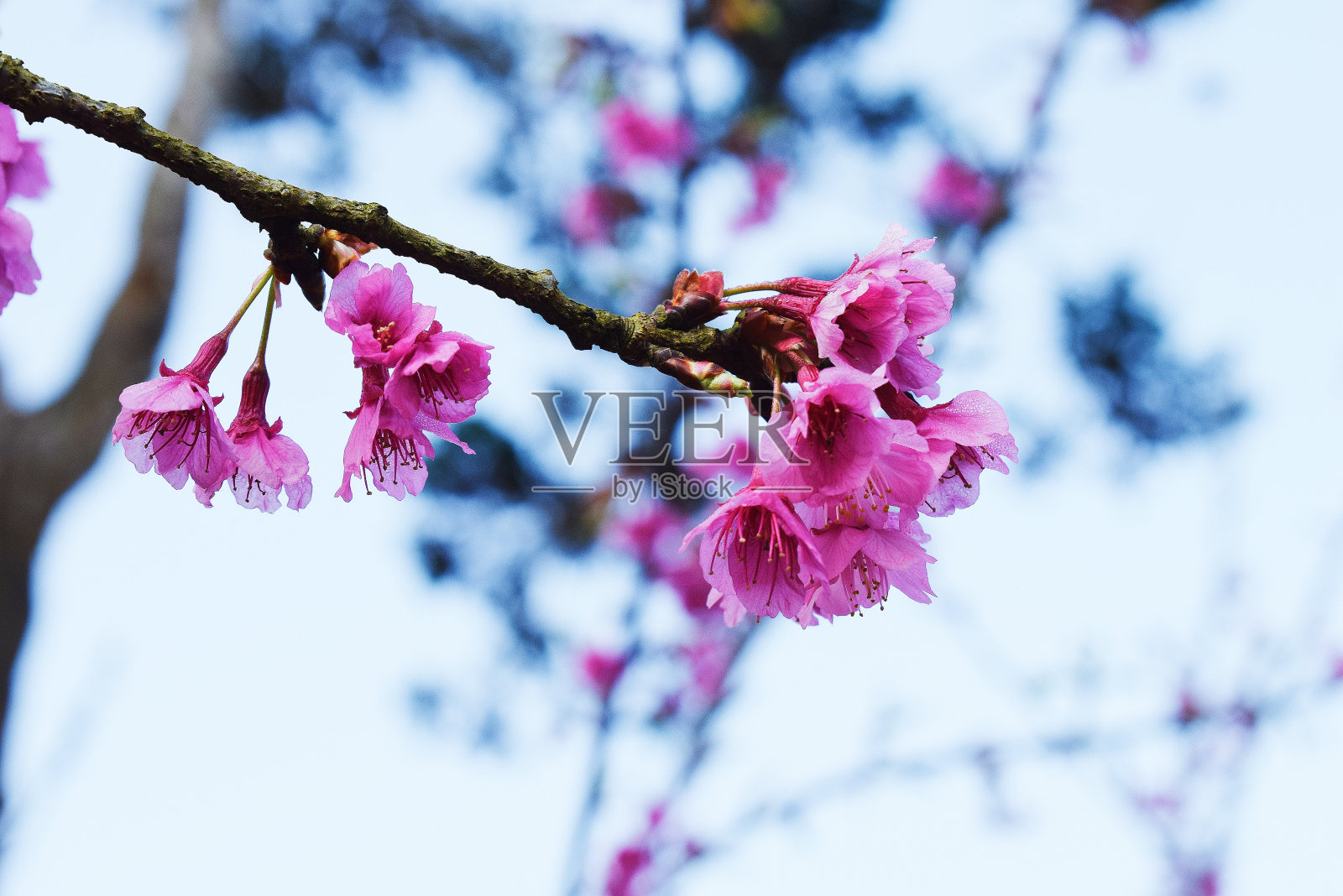 野生喜马拉雅樱桃照片摄影图片