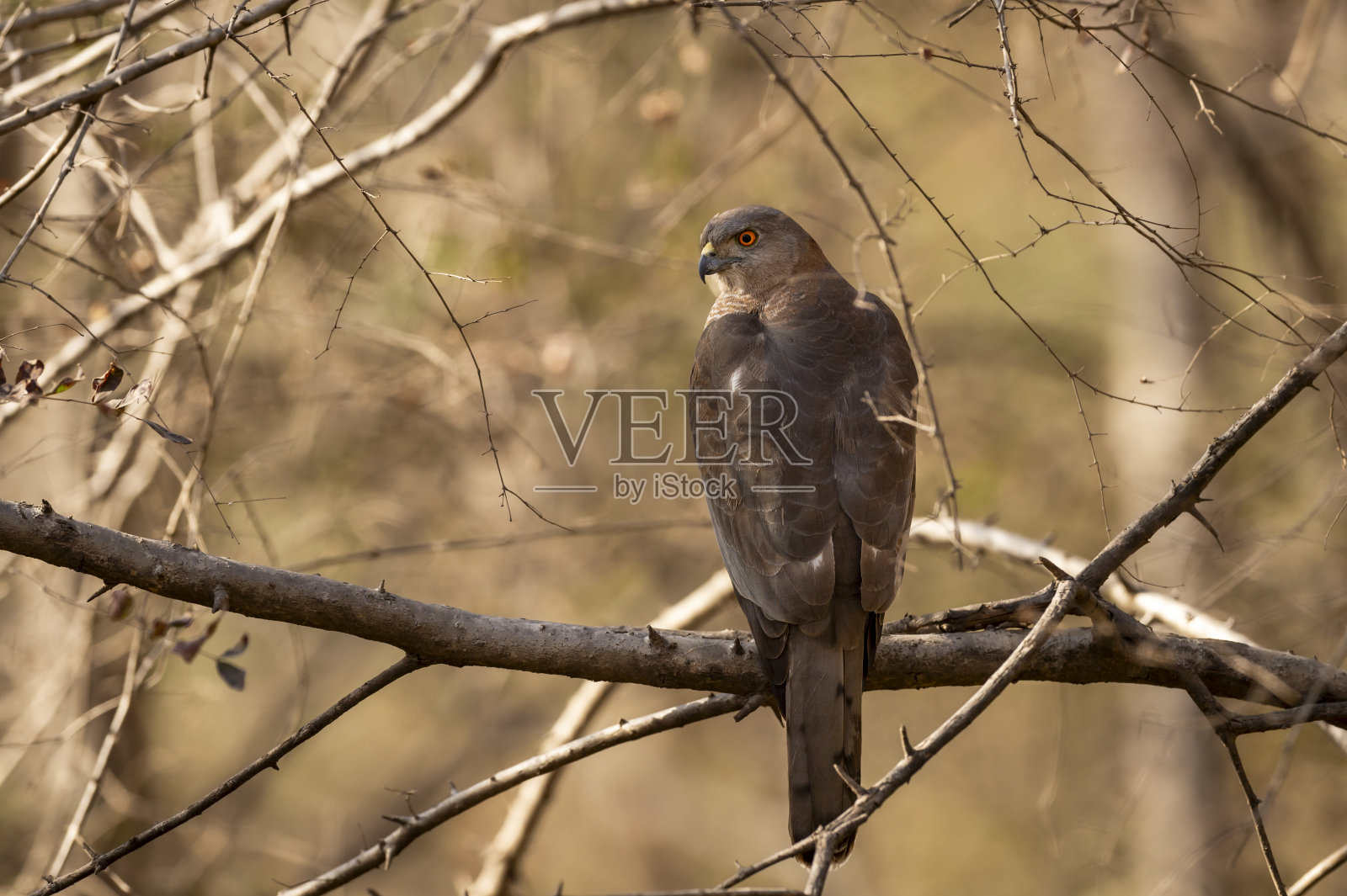 野生Shikra或Accipiter badius或小带苍鹰，雄性猛禽栖息在自然绿色背景在炎热的夏季户外野生动物狩猎在印度森林照片摄影图片