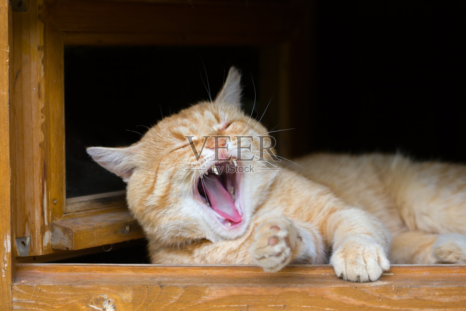大红猫张开了嘴照片摄影图片