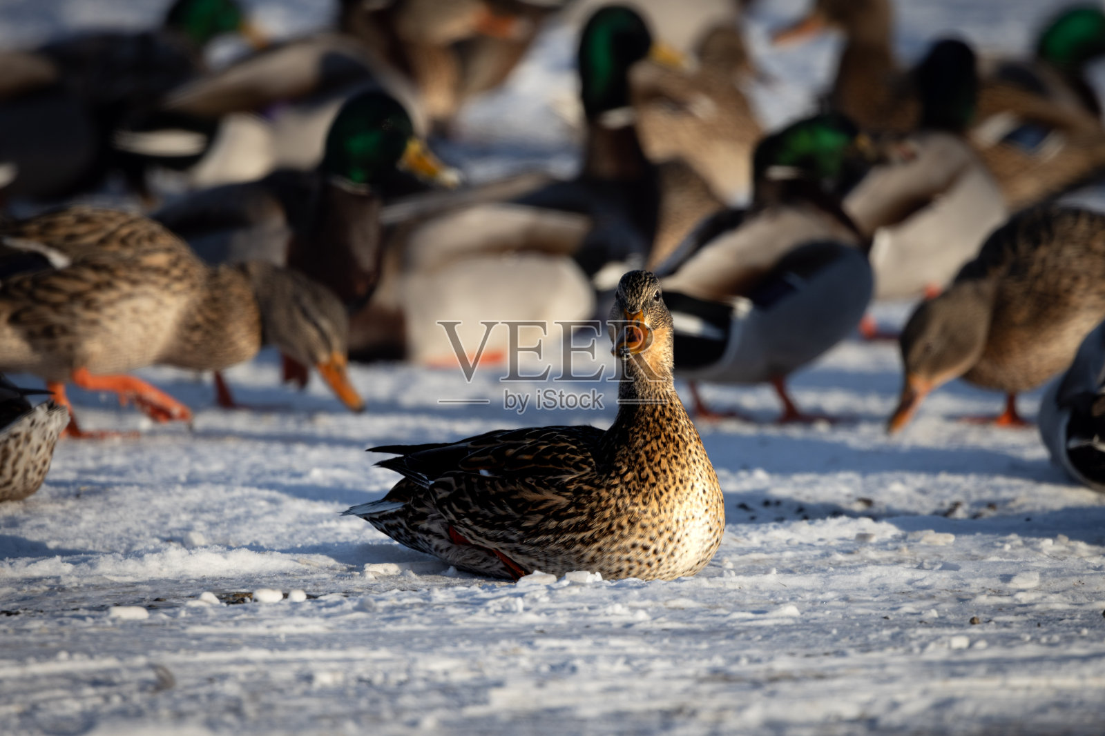 一群鸭子一起栖息在雪地上照片摄影图片