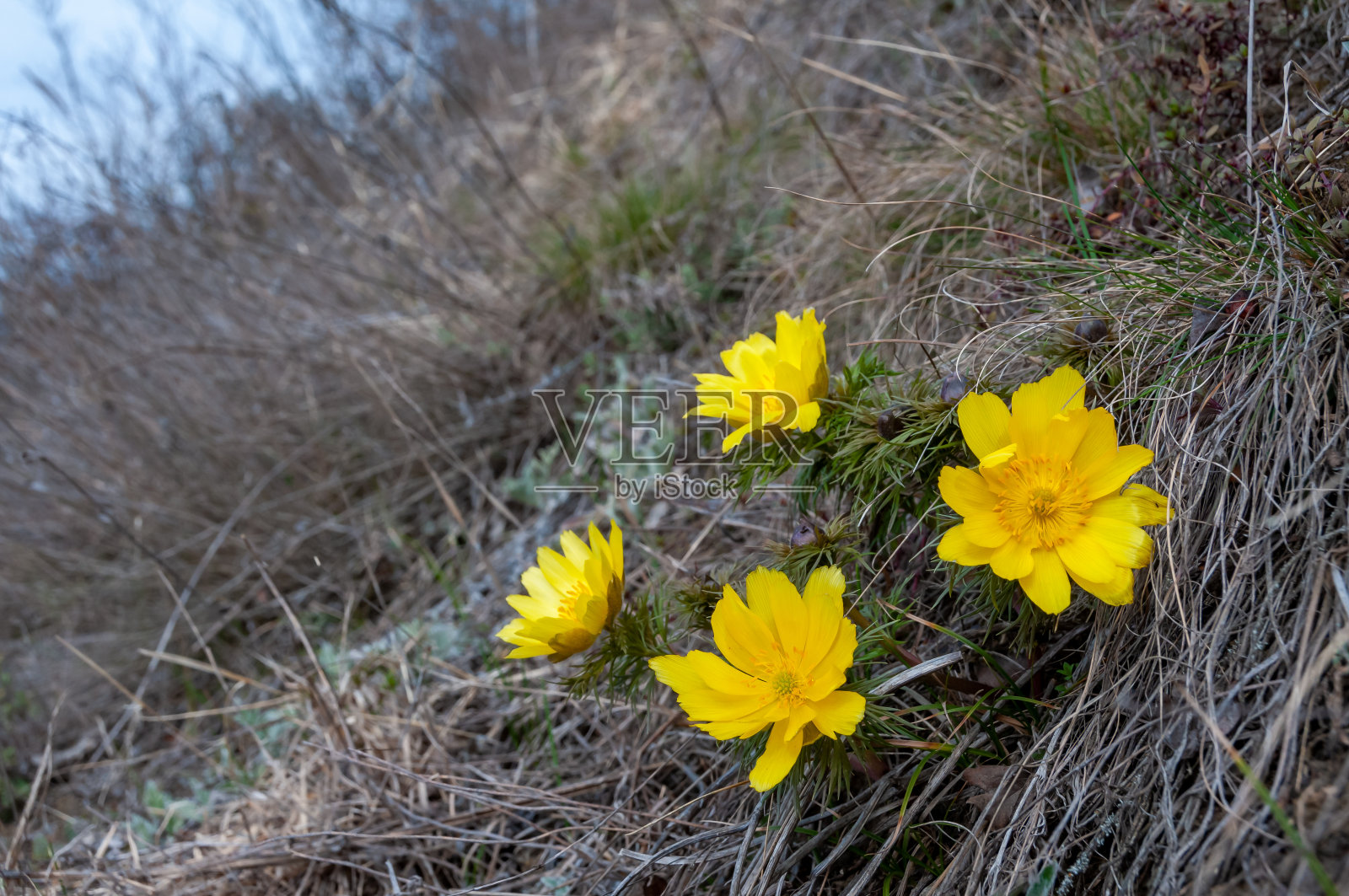 春雉——春雉，黄雉的眼睛，消失在初春盛开的野地草丛中照片摄影图片