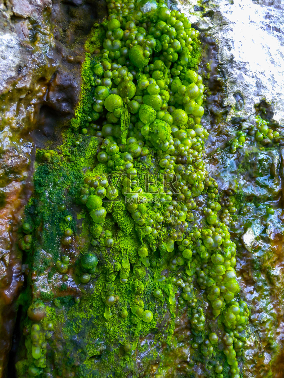 冒泡的淡水绿色丝状藻类在雨水流下岩石在蛇岛照片摄影图片