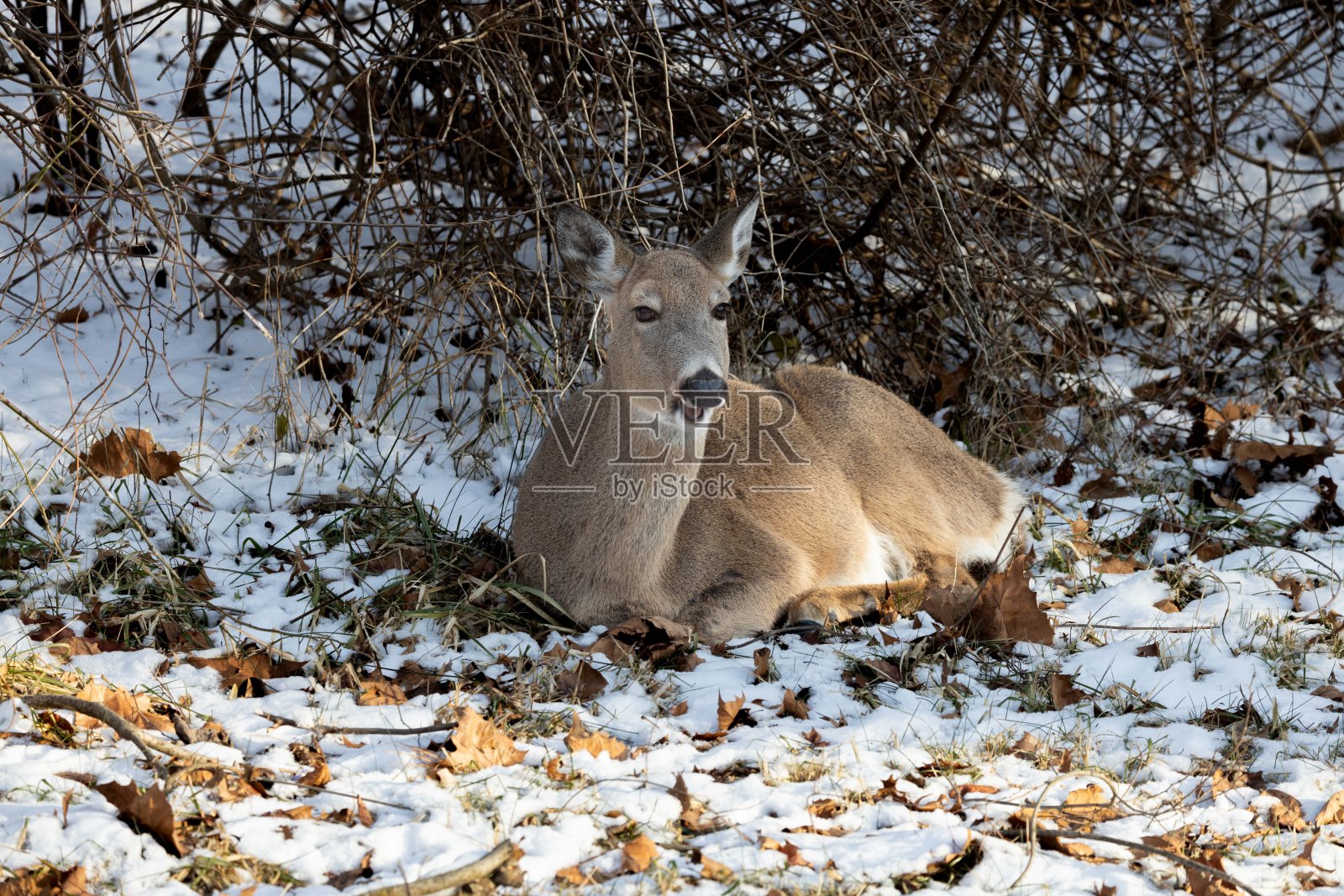 伊利诺斯州斯普林菲尔德湖附近，被落叶包围的雪地上的动物照片摄影图片