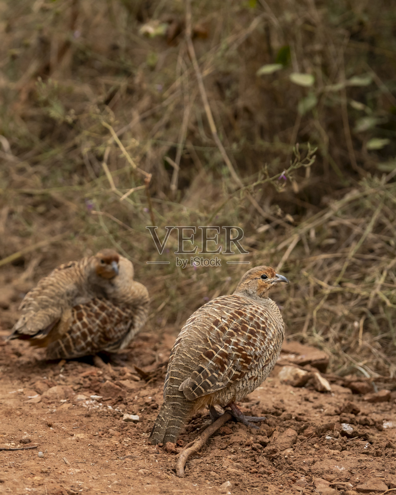 印度拉贾斯坦邦Ranthambore国家公园森林冬季狩猎，灰灰灰鹧鸪或灰鹧鸪或灰灰灰鹧鸪家庭在森林小径上的侧面轮廓照片摄影图片