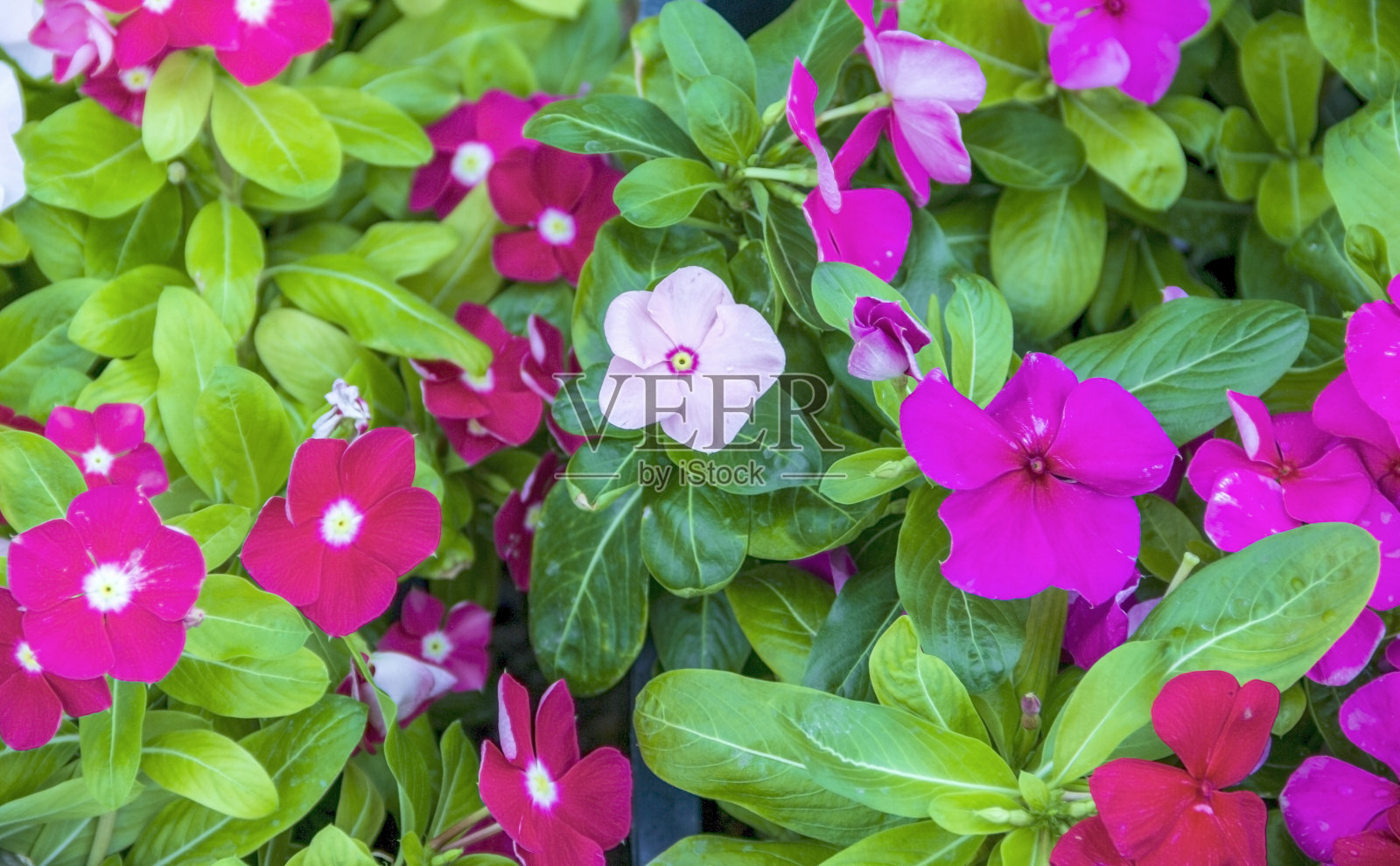 五颜六色，新鲜美丽的盆花照片摄影图片