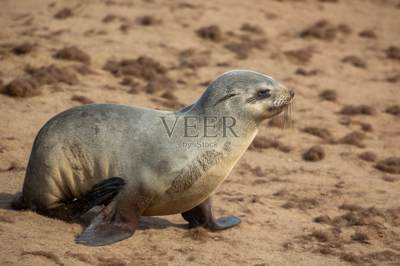 在柔和温暖的光线下，一大群角毛海豹在岩石上。纳米比亚角十字海豹保护区照片摄影图片