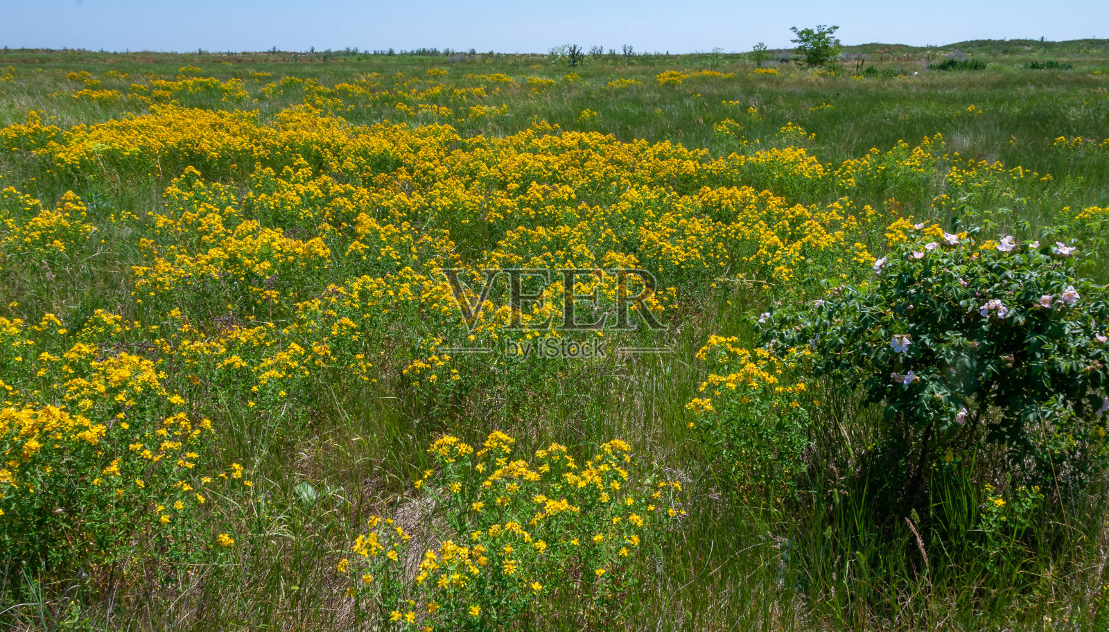 贯叶连翘-乌克兰别列赞岛上广泛分布的药用植物灌丛照片摄影图片