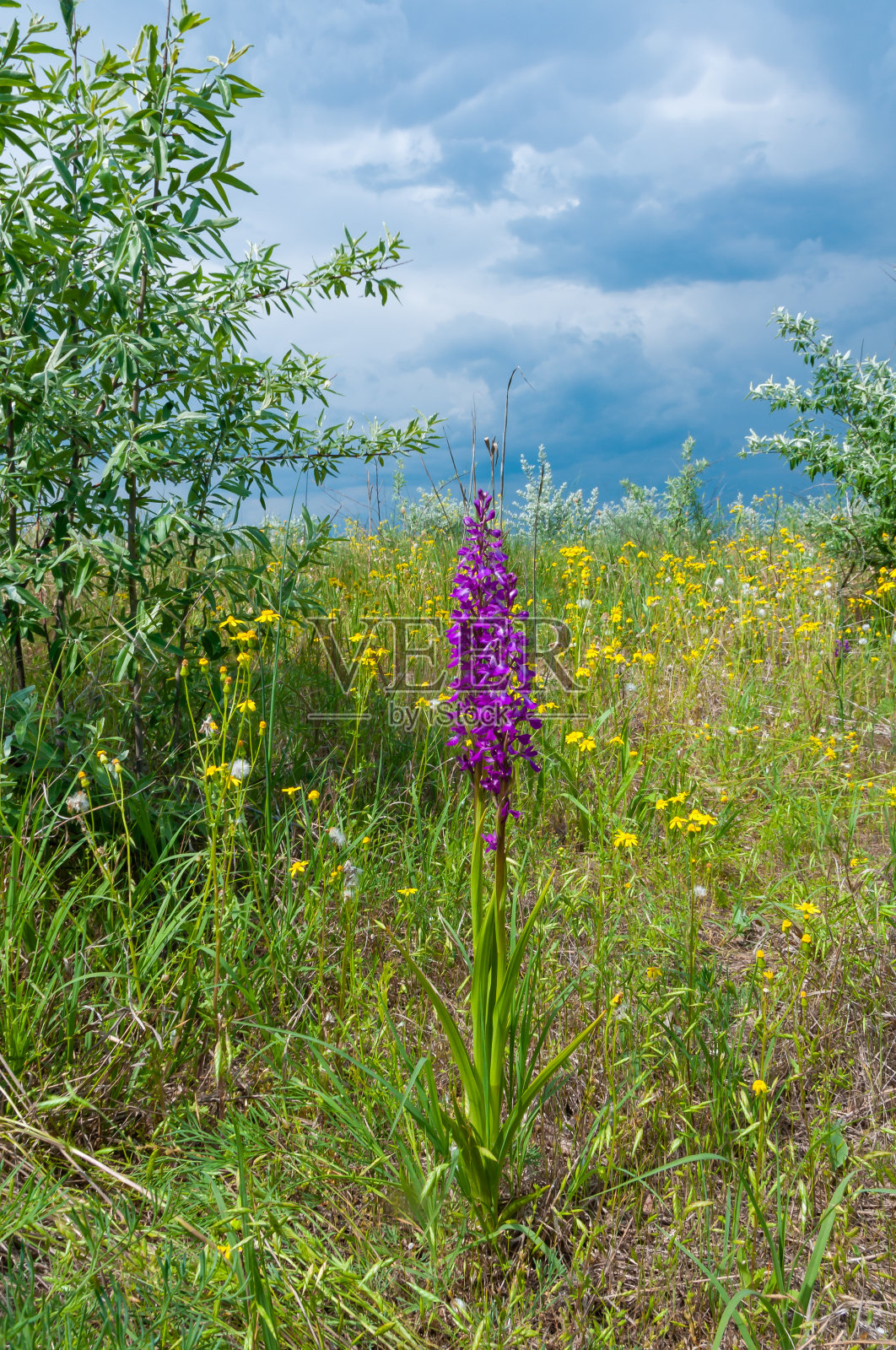 阳刚兰-早紫色兰花，草原开花植物照片摄影图片