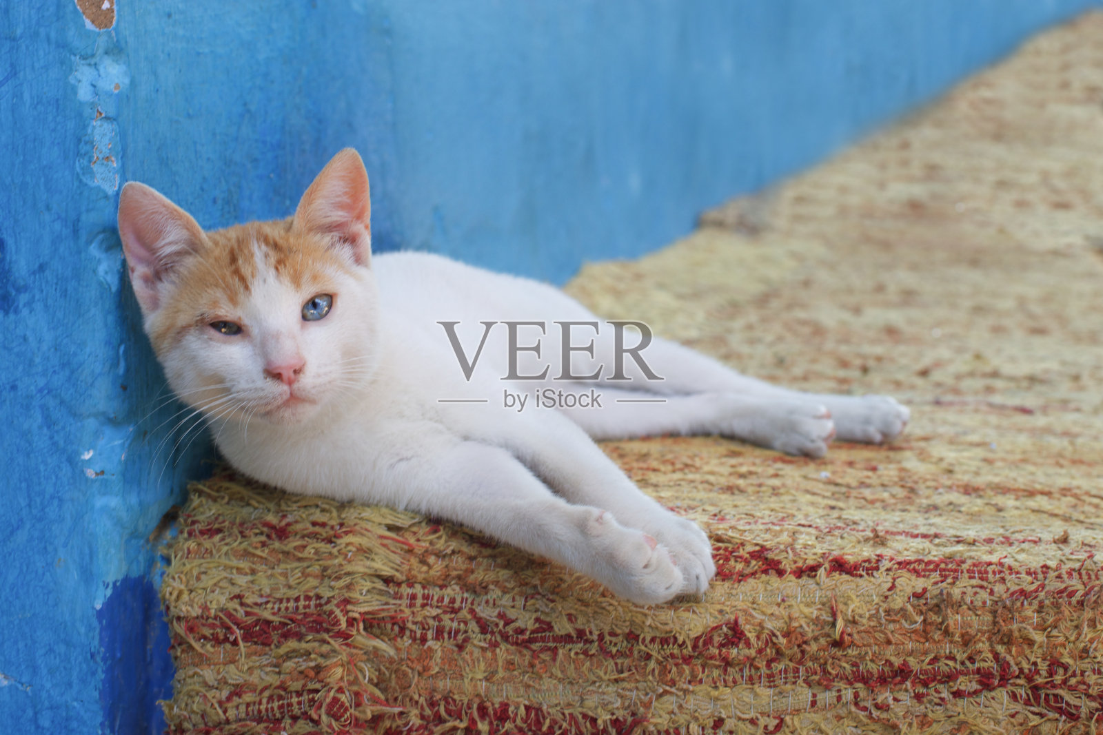 尼罗河上的邮轮照片摄影图片