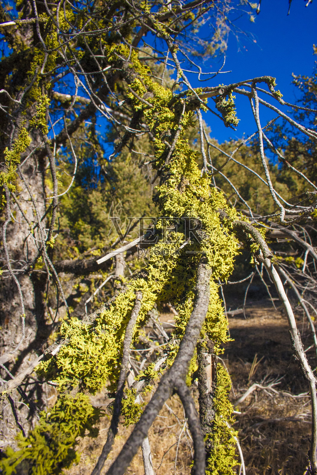 美国加州内华达山脉树枝上的地衣。内华达山脉是美国西部的一座山脉。照片摄影图片
