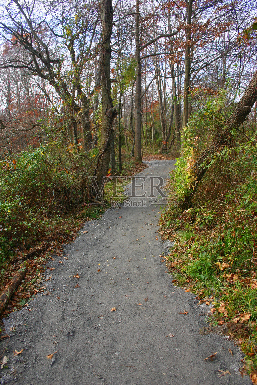 在树林中散步的小径照片摄影图片
