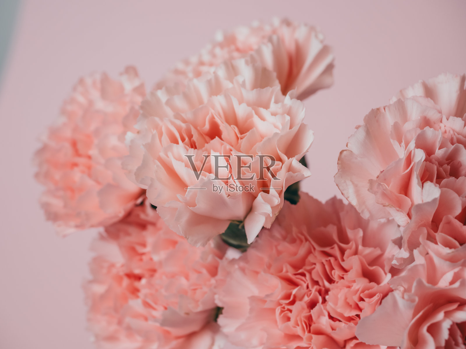 粉红色背景上的一束柔软的粉红色康乃馨特写照片摄影图片