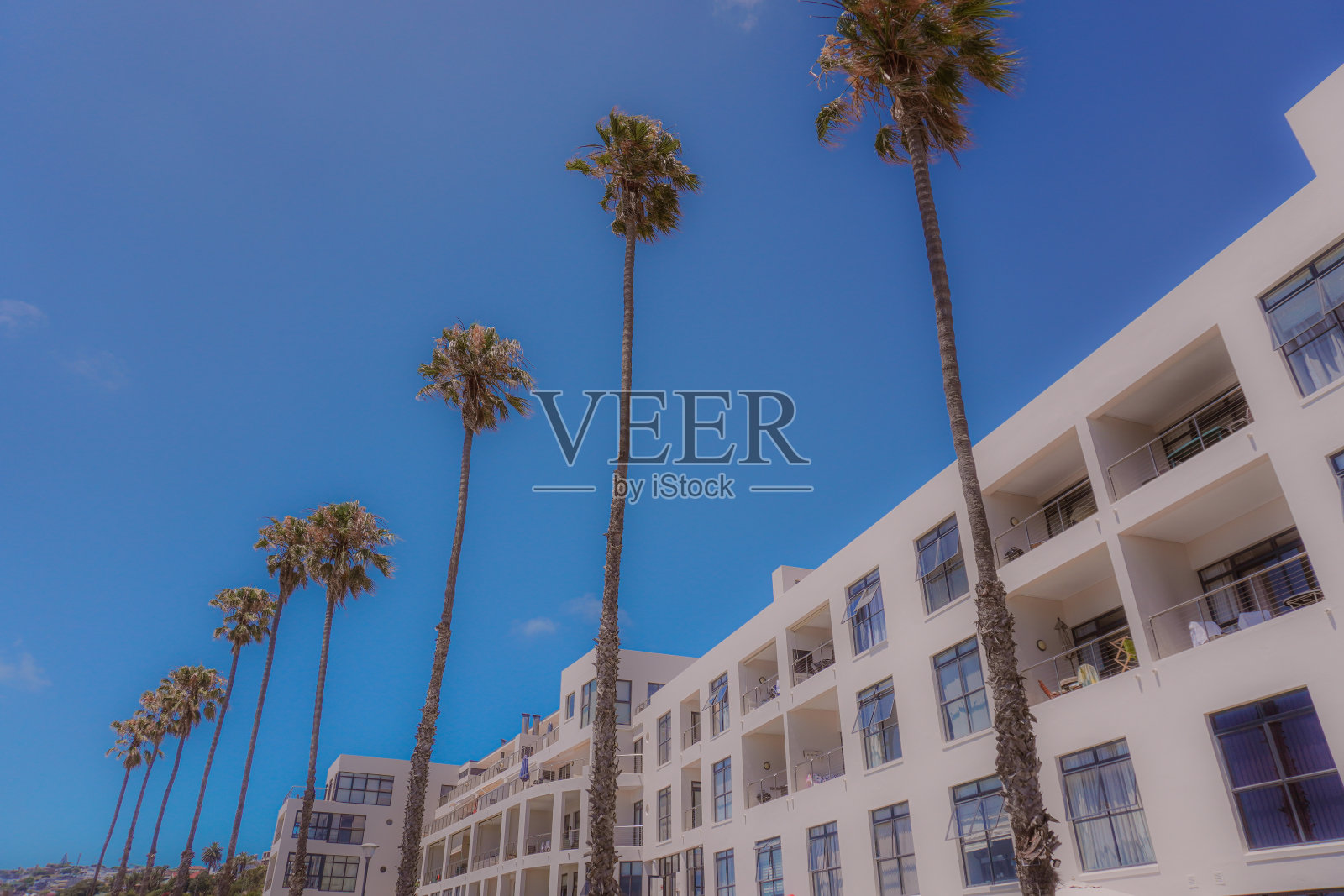 桑托斯海滩的棕榈树照片摄影图片