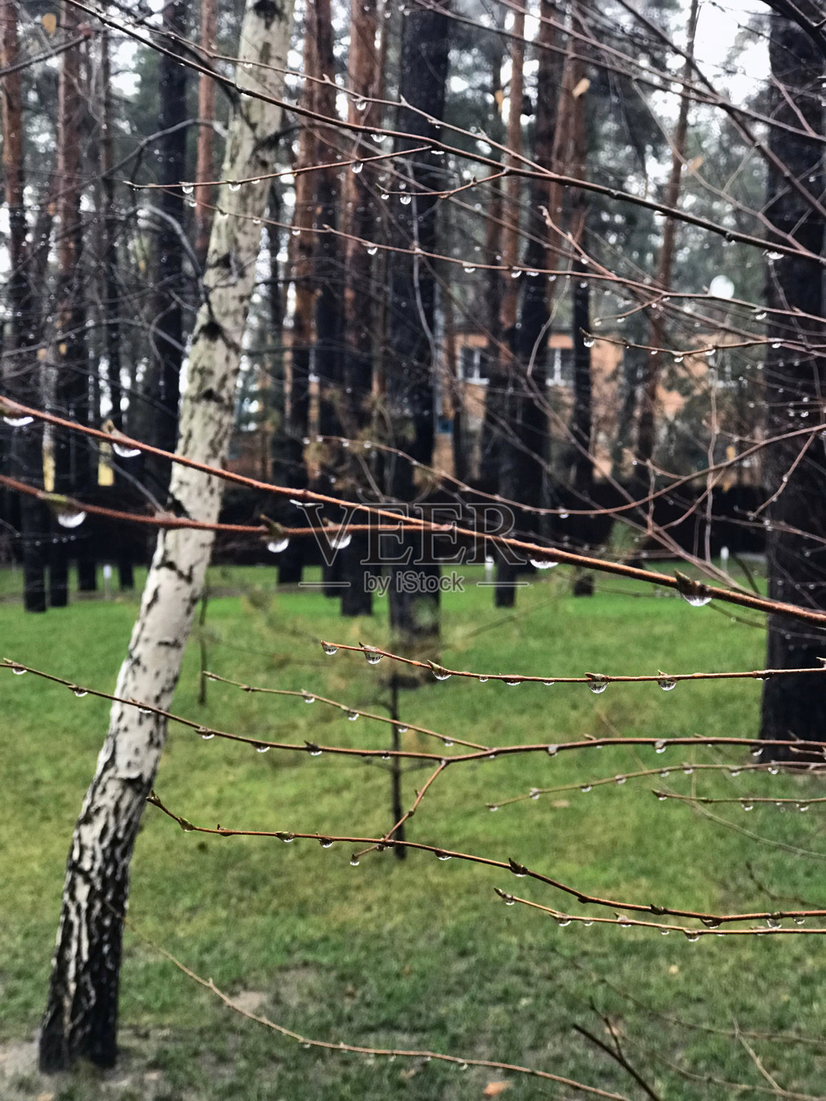 雨滴落在树枝上。照片摄影图片