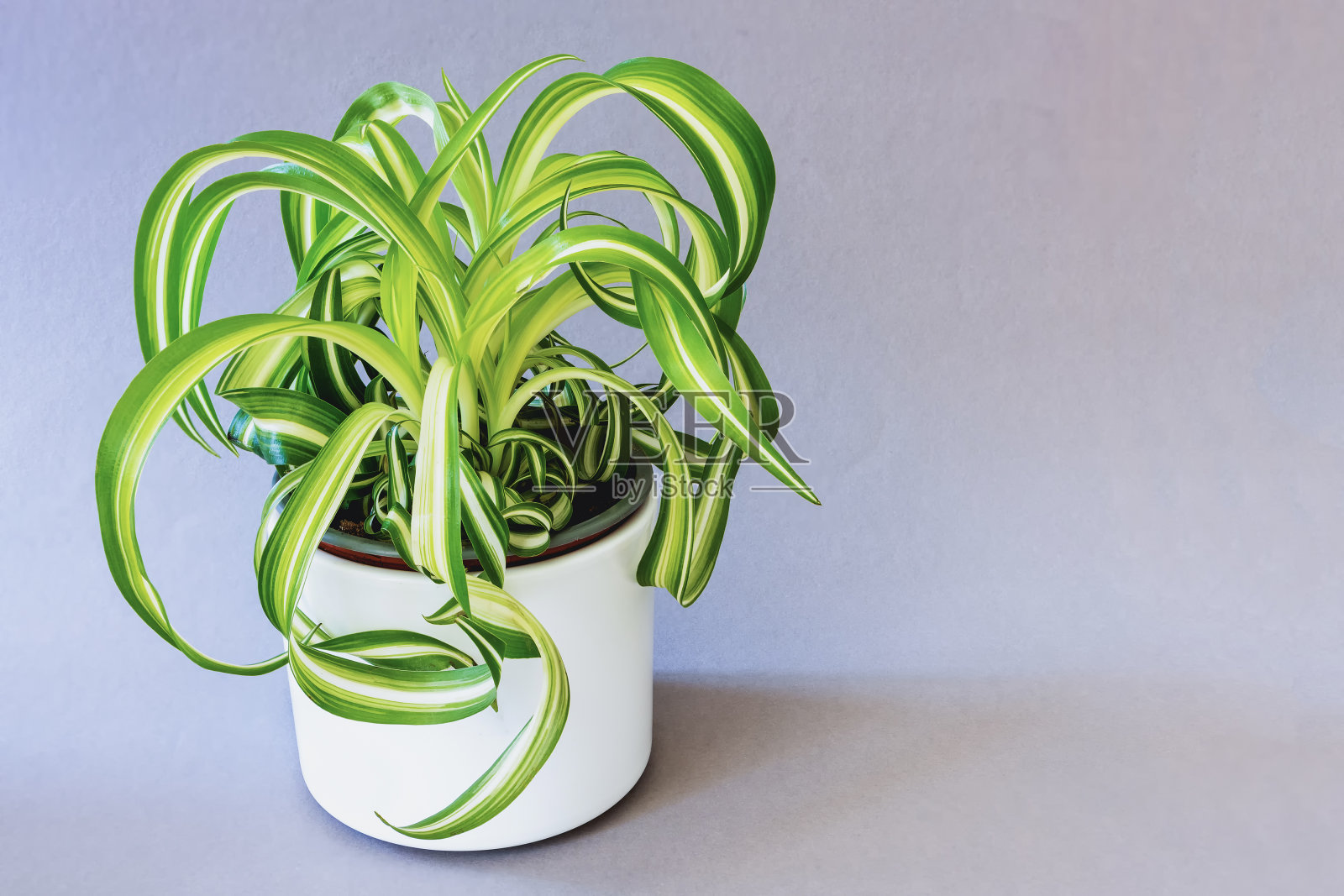 吊兰是一种室内观赏植物照片摄影图片