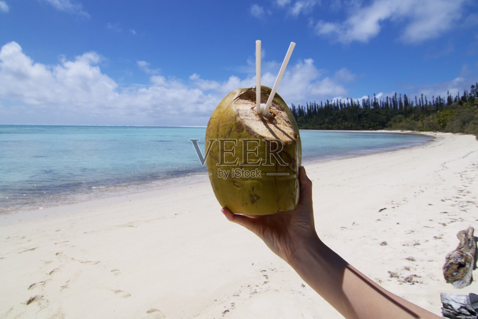 椰子照片摄影图片