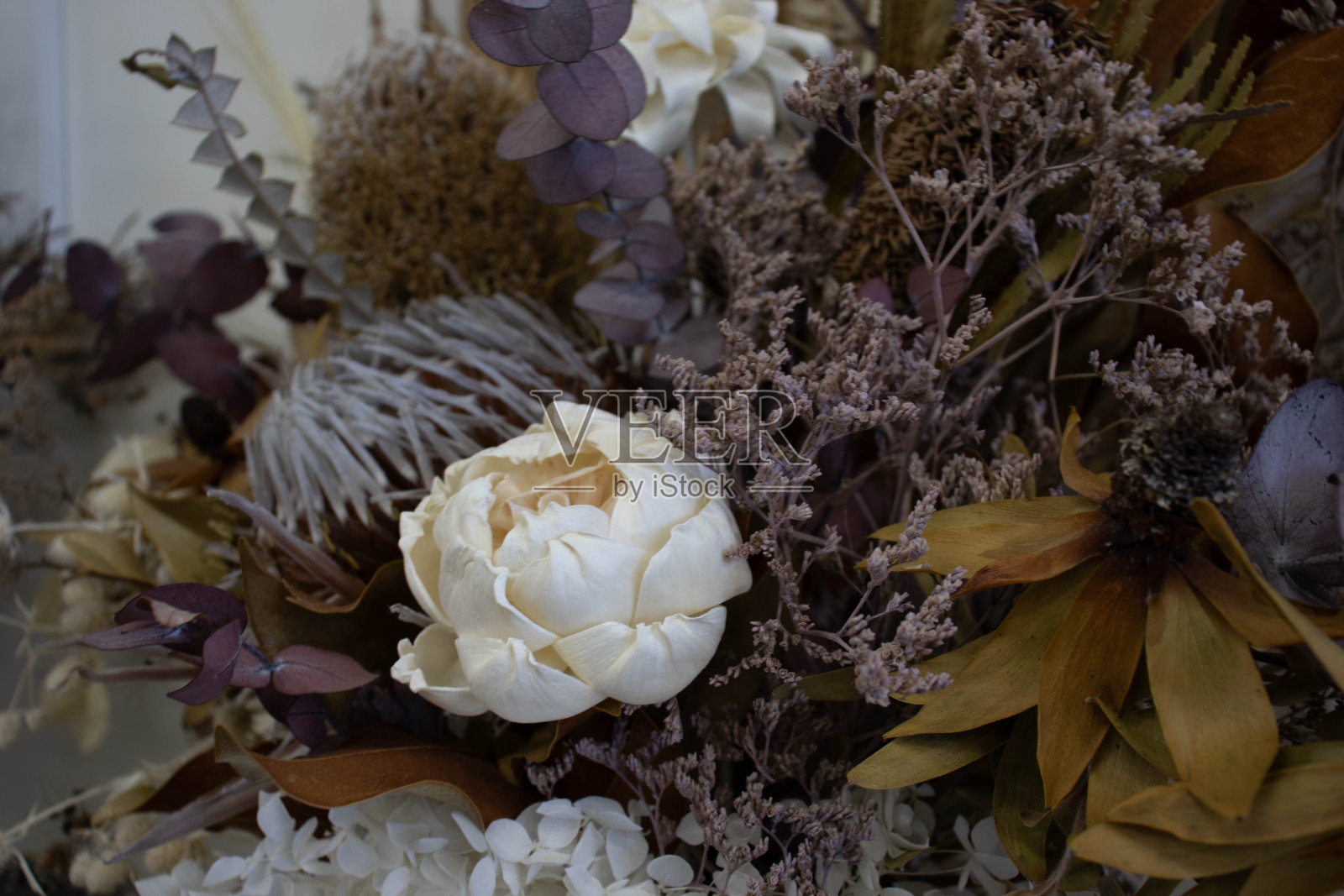 澳大利亚的花束照片摄影图片