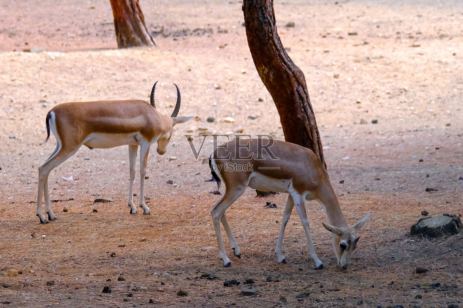 动物园里的野鹿照片摄影图片