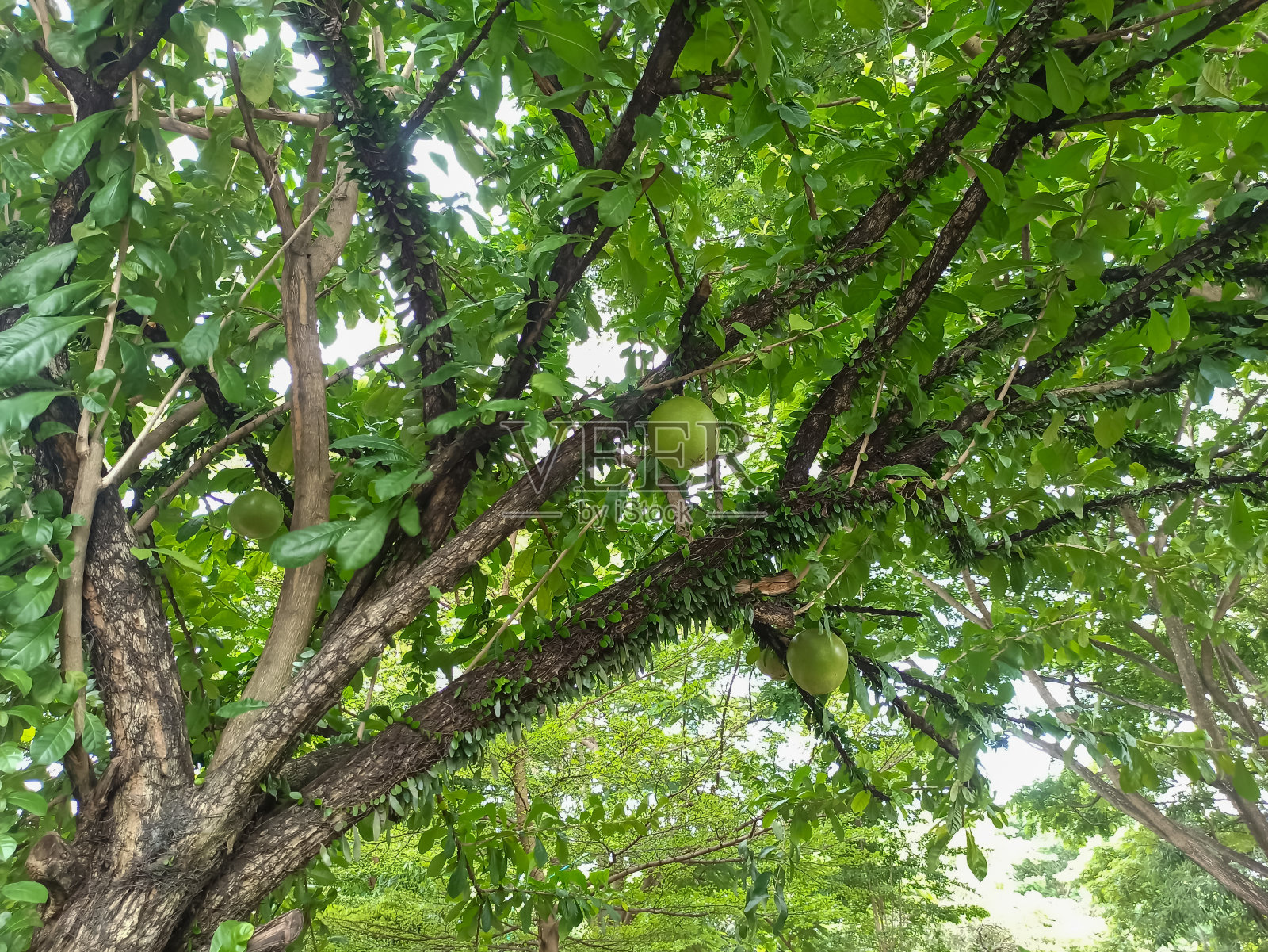 花园里长着绿色的玛雅水果。照片摄影图片