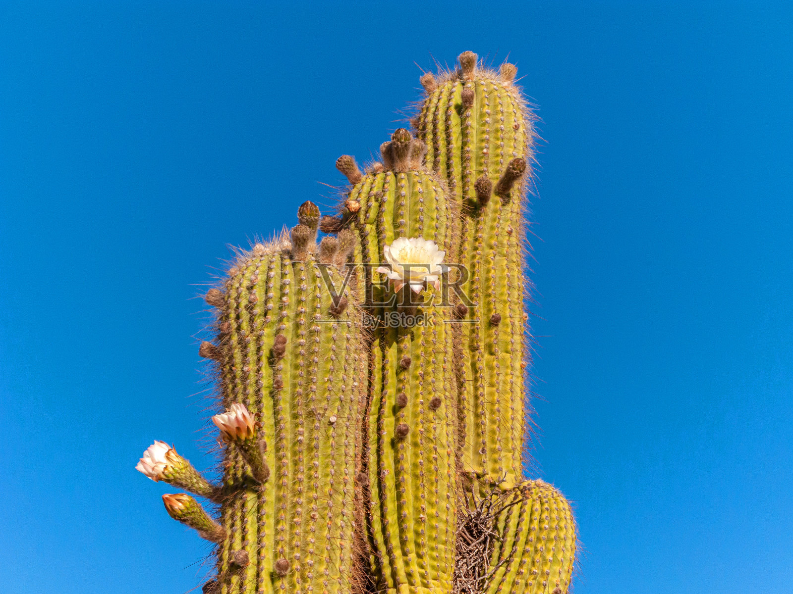 巨大的拉丁美洲仙人掌或cardón，有白色的春天花朵。照片摄影图片