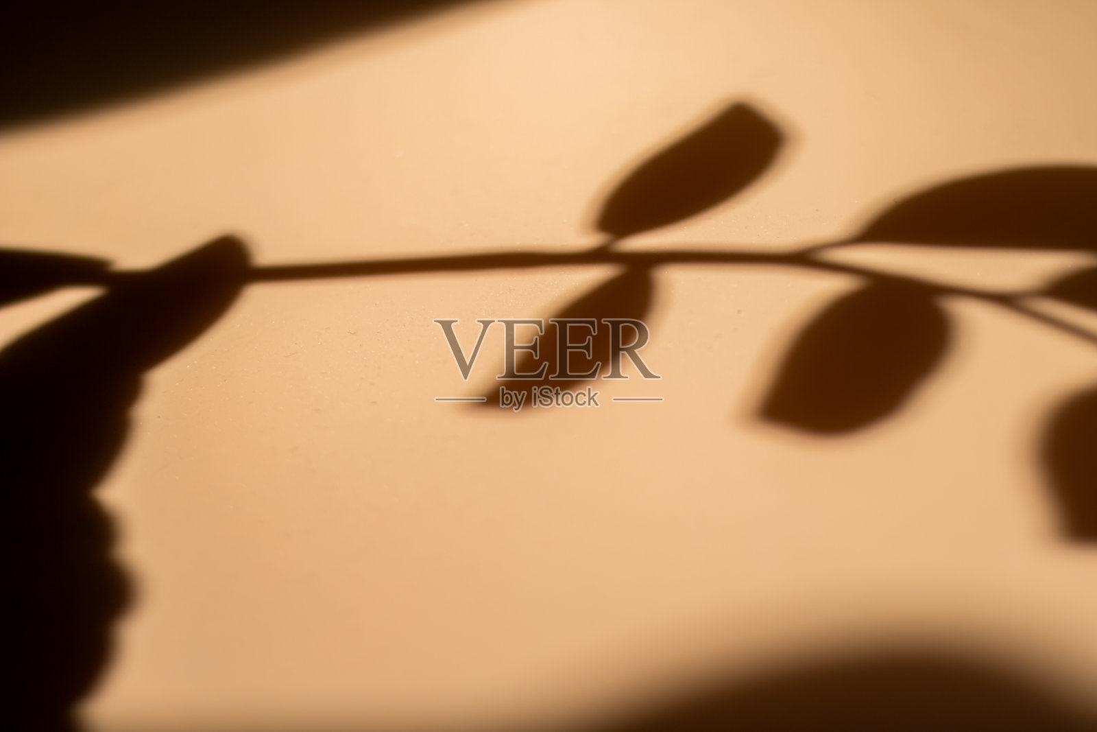 米色背景上的叶子的阴影，墙光与阴影，米色墙壁背景上的阴影纹理。照片摄影图片