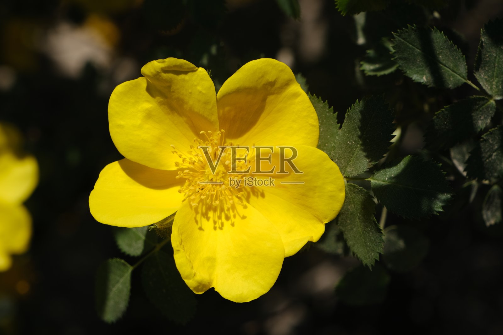 野玫瑰照片摄影图片