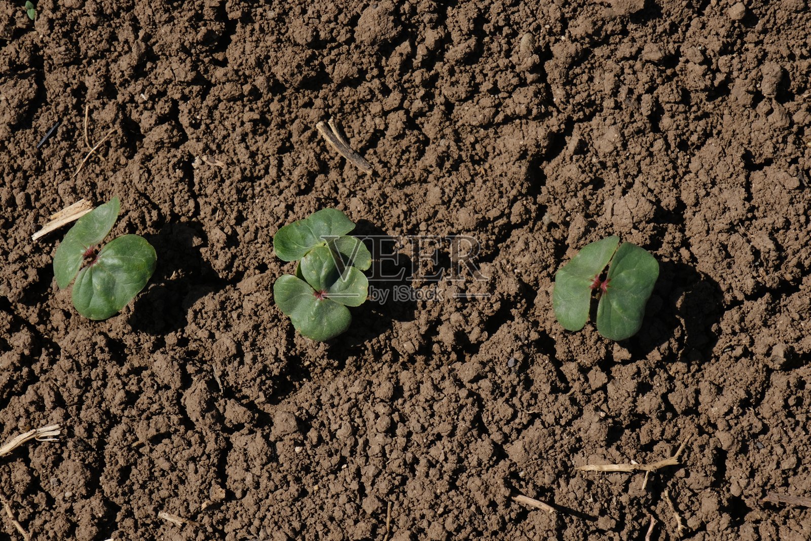 棉花照片摄影图片