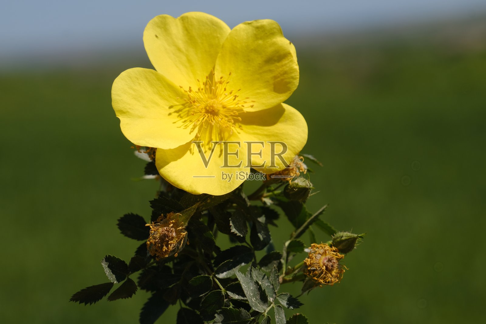 野玫瑰照片摄影图片