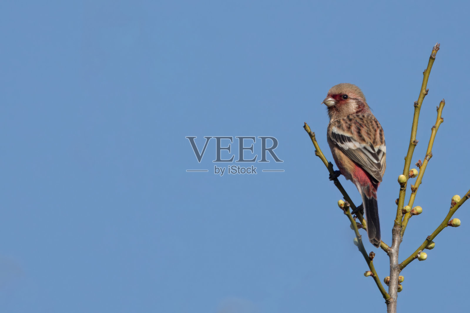 梅树树枝上的长尾朱雀。照片摄影图片