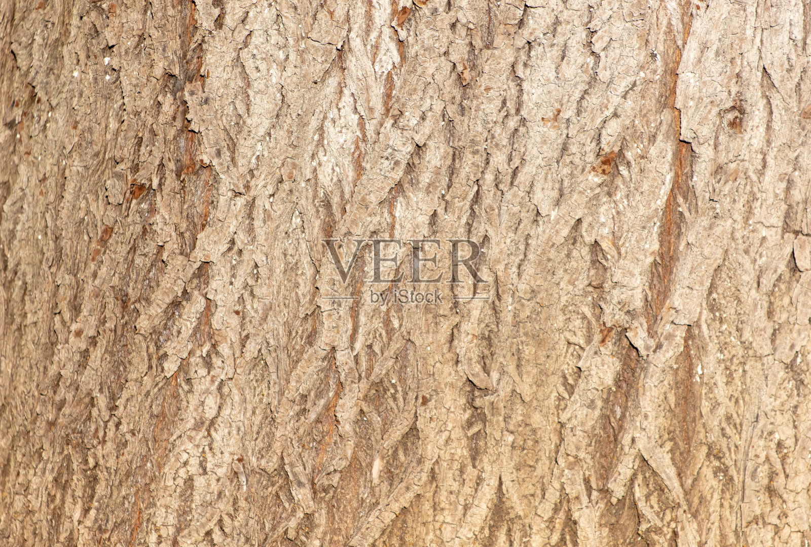 以树皮为抽象背景。纹理照片摄影图片