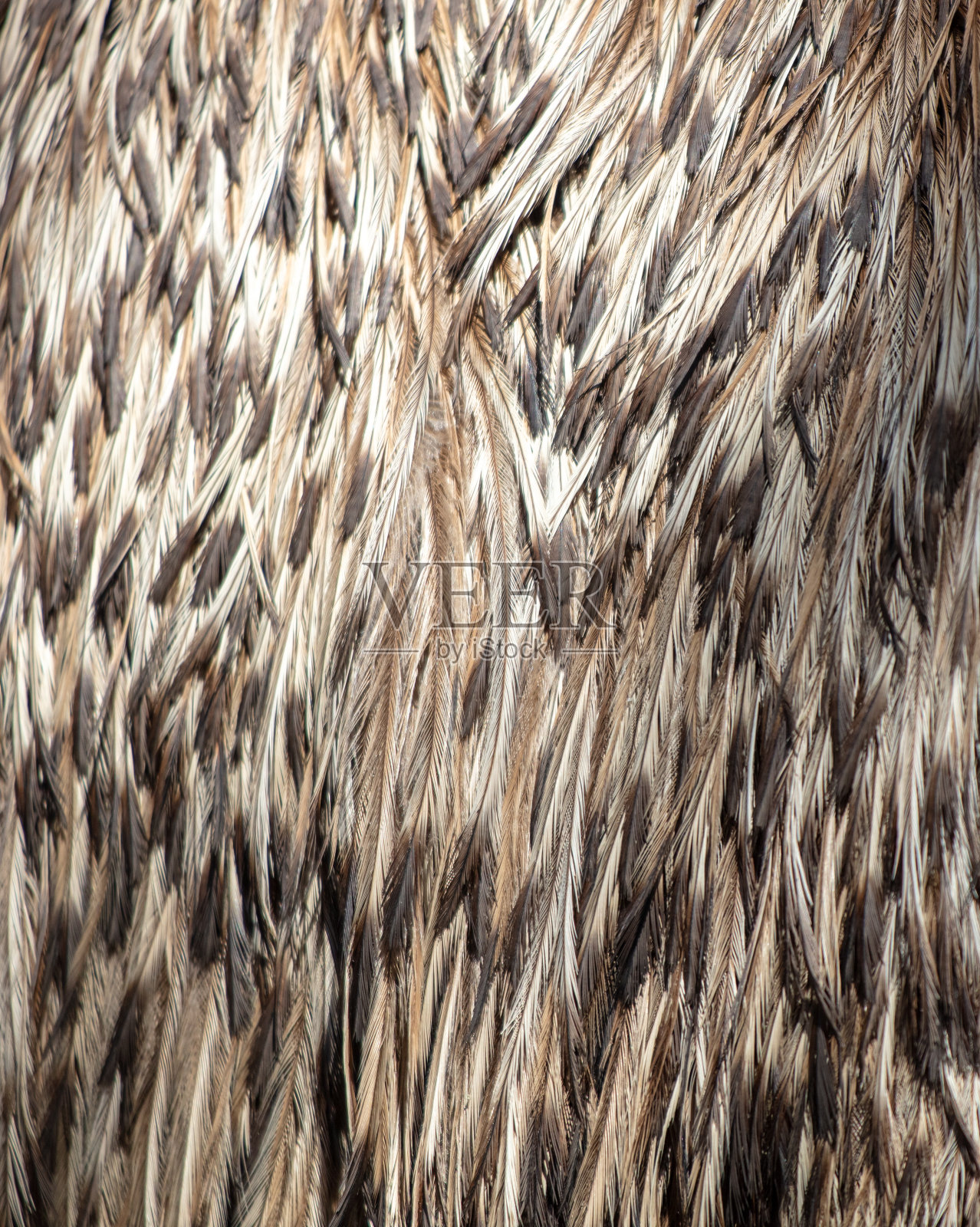 鸵鸟羽毛作为抽象背景。纹理照片摄影图片