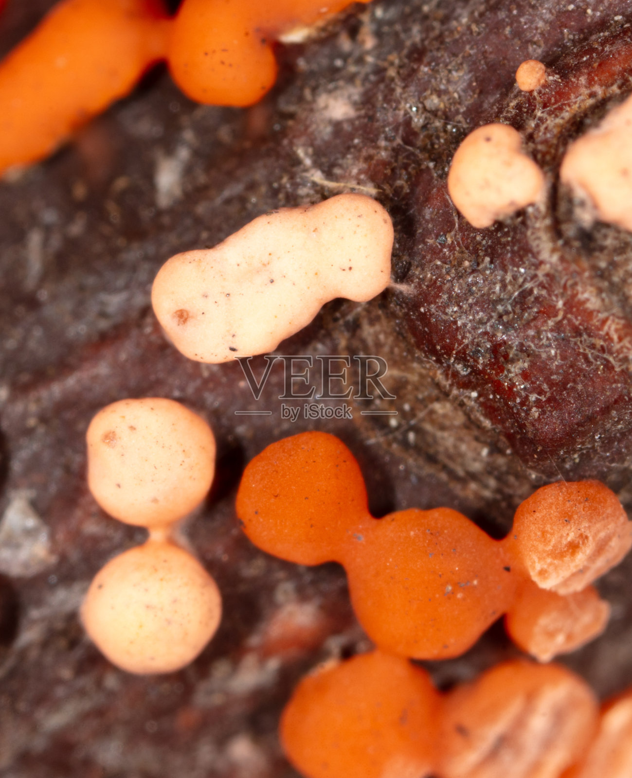 树枝上的疾病。橙色的模具照片摄影图片