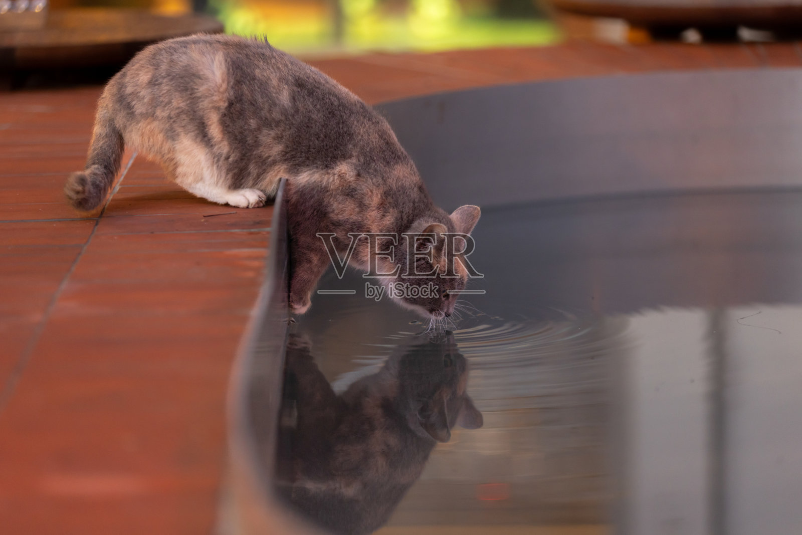 多色流浪猫正在喝水。照片摄影图片