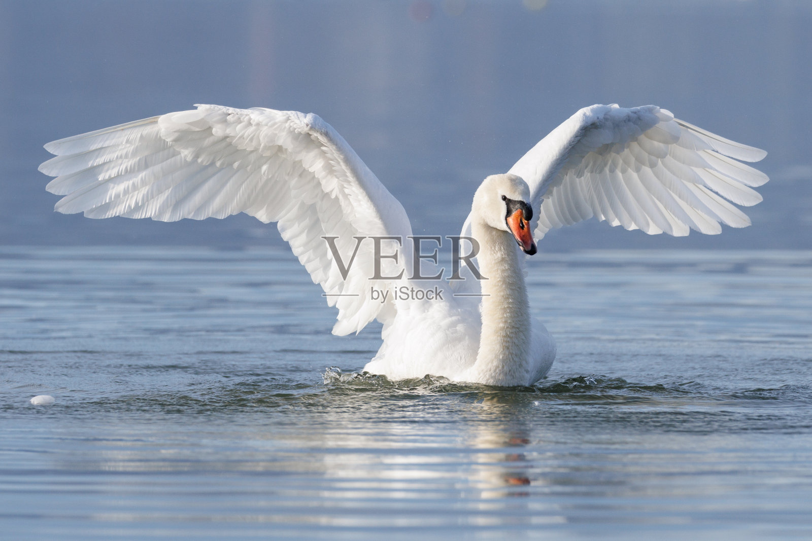 天鹅照片摄影图片