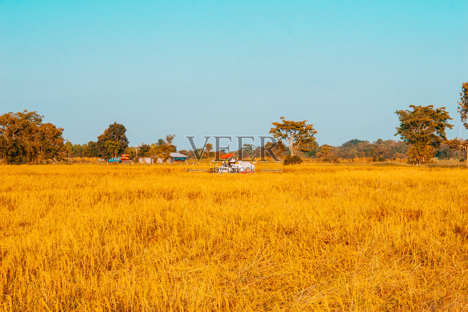 泰国的稻田照片摄影图片