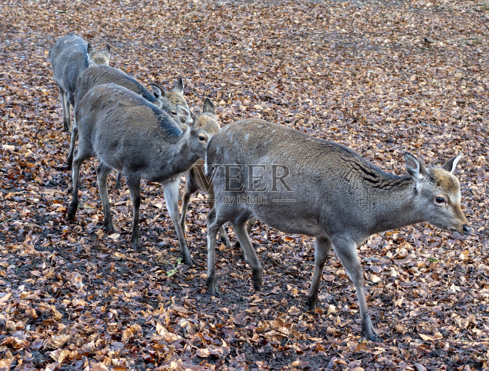 丹麦，马塞利斯堡，梅花鹿列队行进照片摄影图片