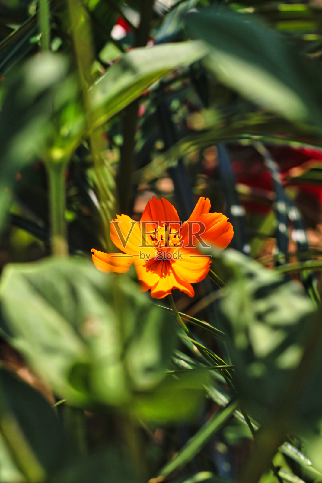 花丛点缀在树叶之间照片摄影图片