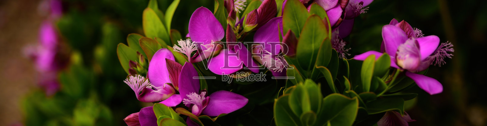 户外插花照片摄影图片